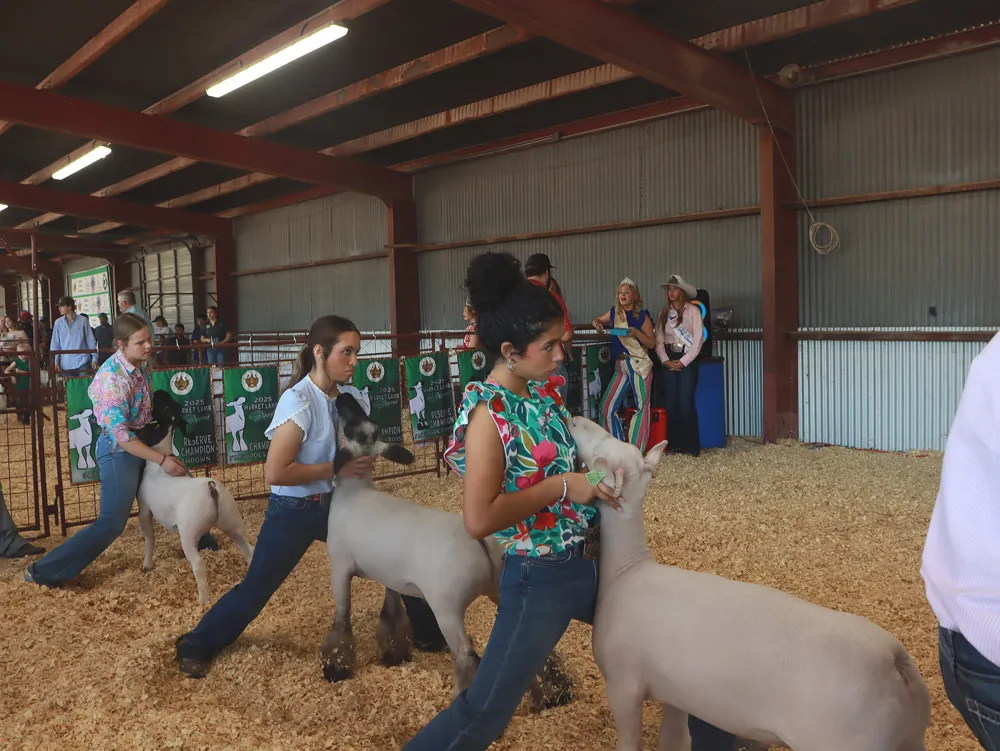 Youth exhibitor showing a steer