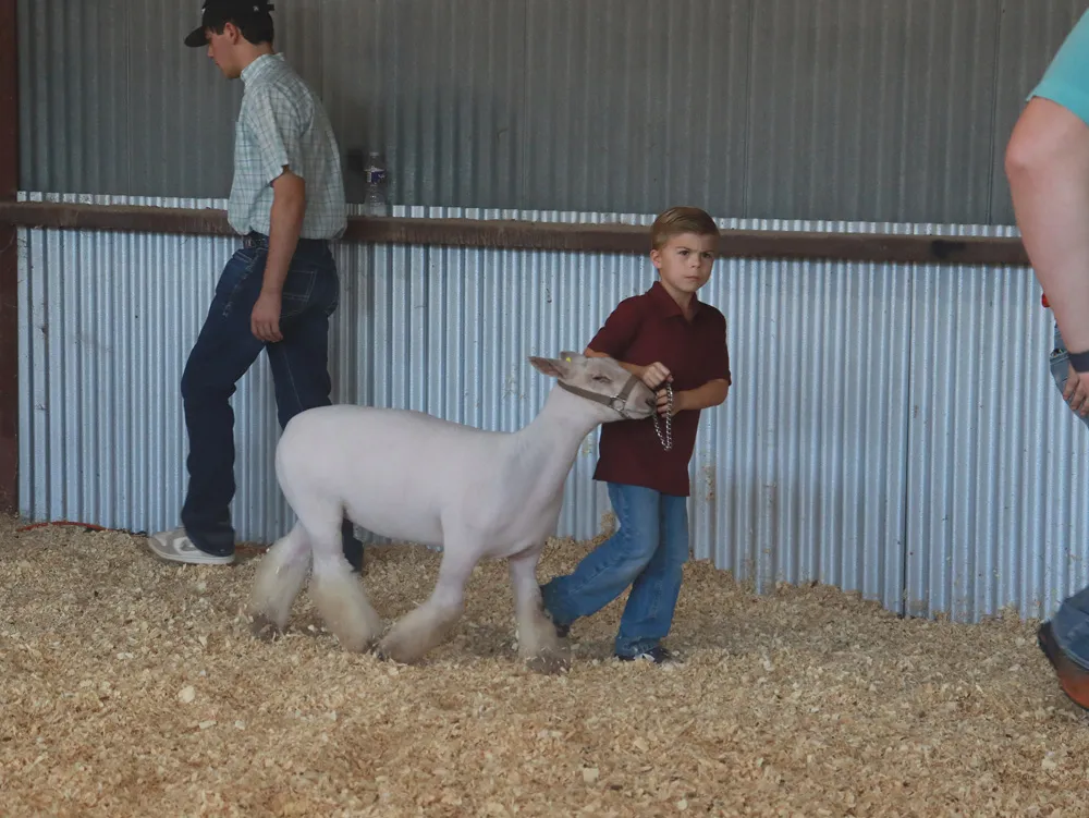 Youth exhibitor showing livestock