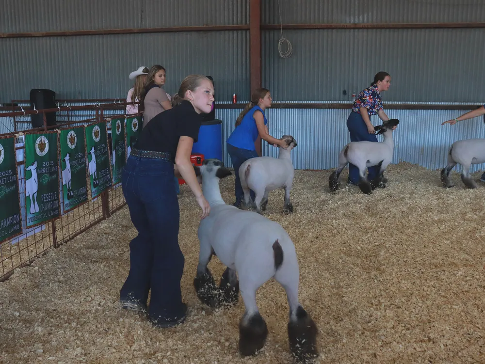 Exhibitor showing a market lamb