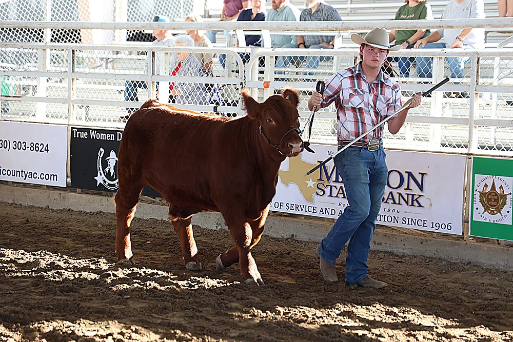 Youth exhibitor with livestock