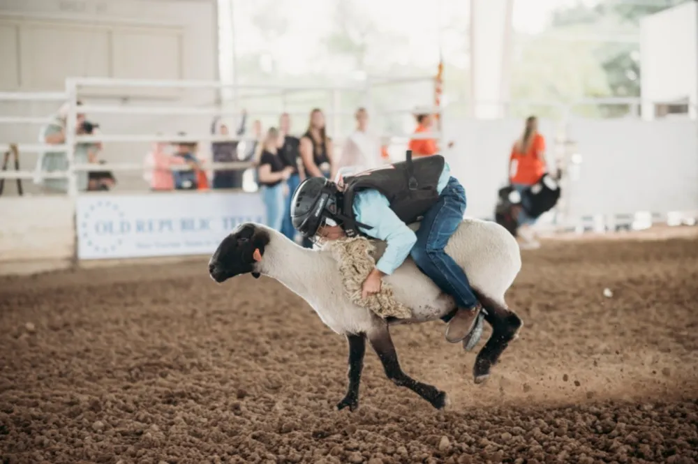 Mutton bustin&rsquo; competitor