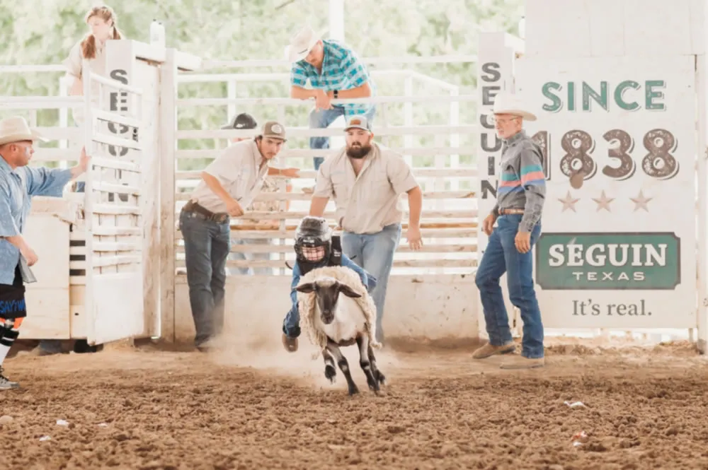Mutton bustin&rsquo; competitor