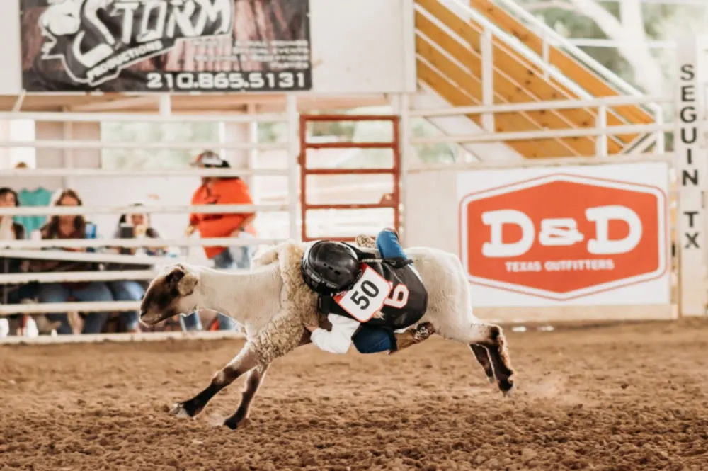 Young rider competing in mutton bustin&rsquo;